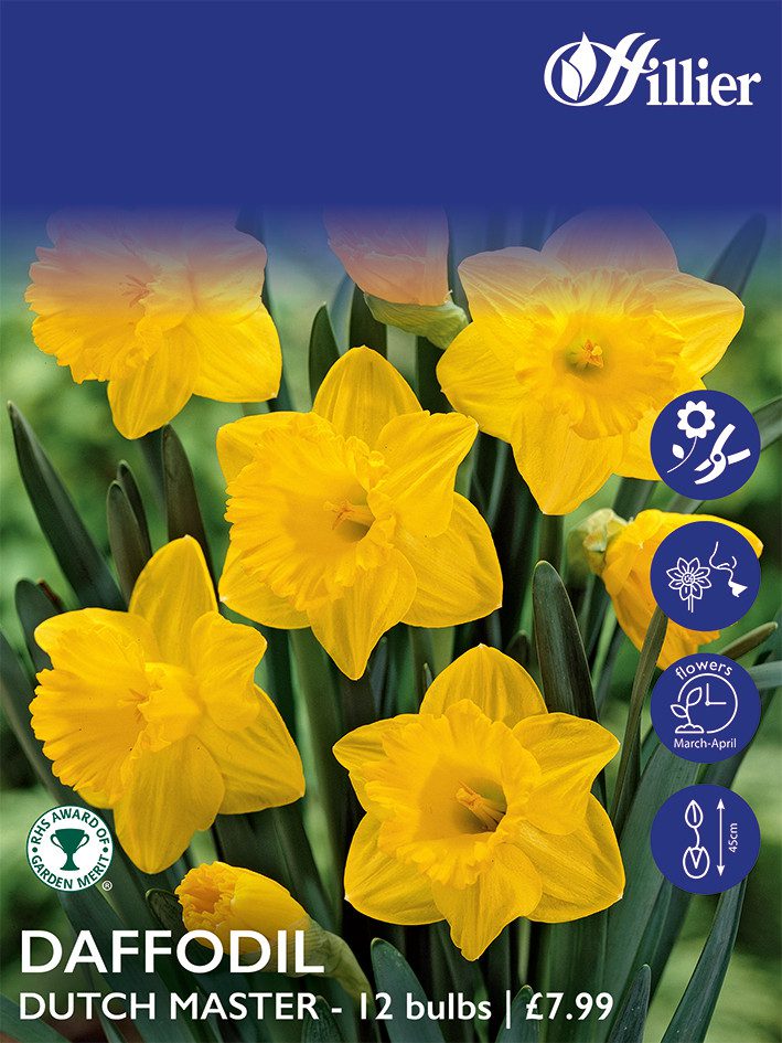 8718641999769 1 Daffodil Dutch Master Bulbs.jpg
